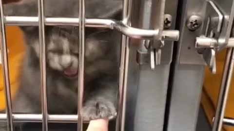 Let me out! #cats