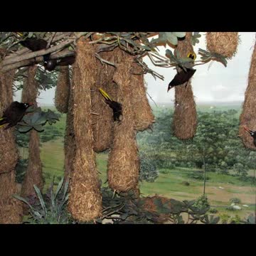 Amazing bird house creativity