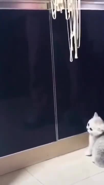 Cute Cats #Shorts Funny video #shorts