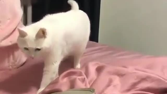 funny cat dancing on beatbox