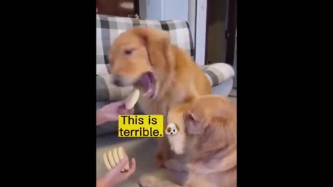 Funniest Cats and Dogs Videos