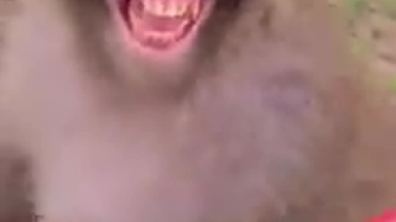 Monkey's Reaction