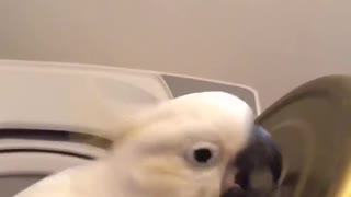 parrot knocking