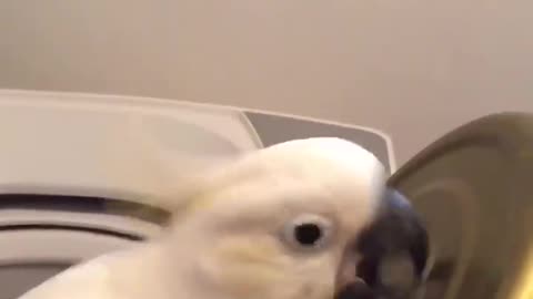 parrot knocking