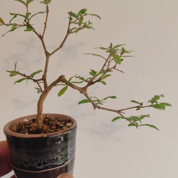 Pomegranate bonsai