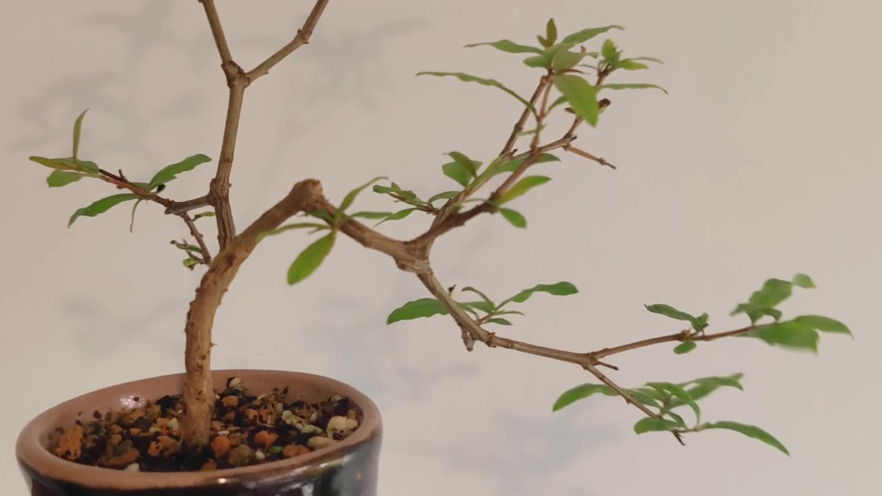 Pomegranate bonsai