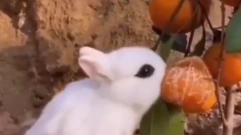 Funny animals