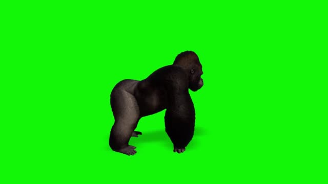 green screen keying black gorilla walking composite video