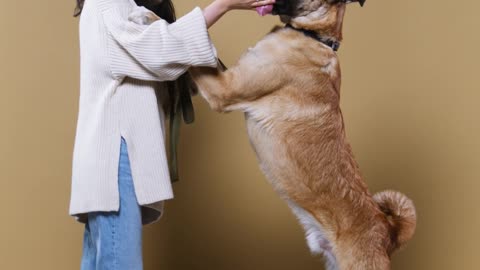 Beautiful Dog | Dog Eating Food