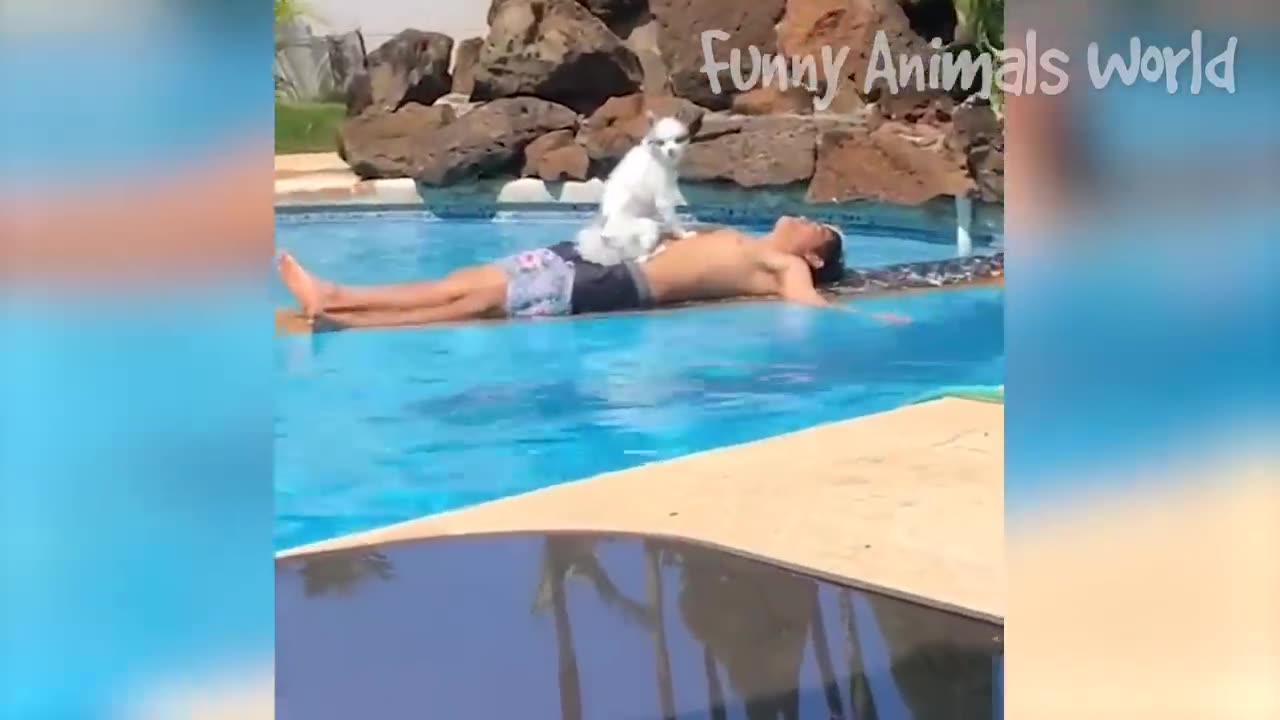 The best funny videos animals