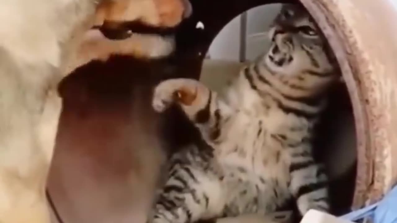 Funny Video