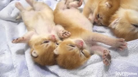 Warning‼ These adorable baby kittens will steal your heart forever