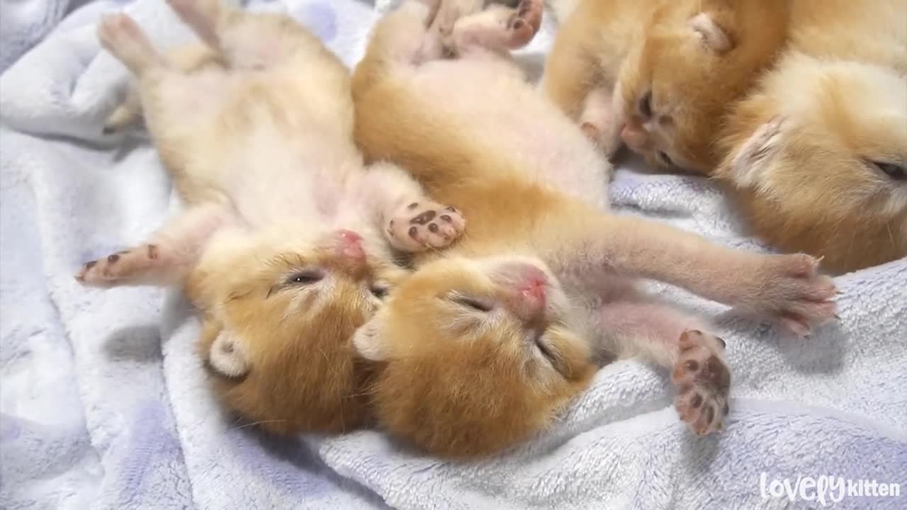 Warning‼ These adorable baby kittens will steal your heart forever