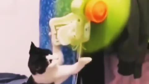 Funny #cat #videos #cute #cat