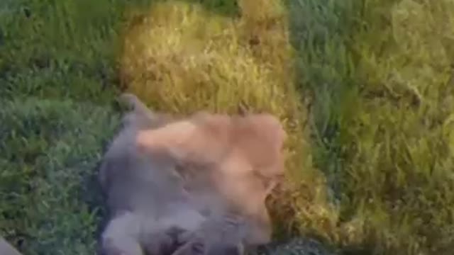 Милые животные