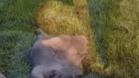 Милые животные