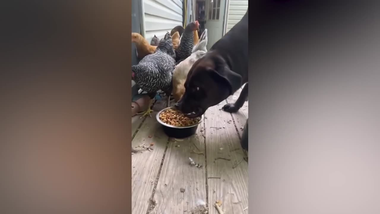 This dog can't quite figure out how to use a water fountain.