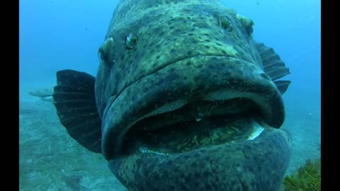 Barking at a big ol Goliath Grouper