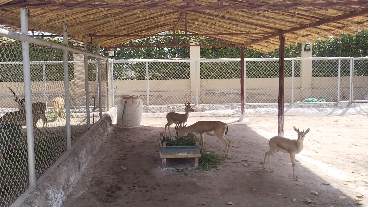 DEER WITH BABIES