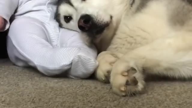 Husky & baby becoming best friend