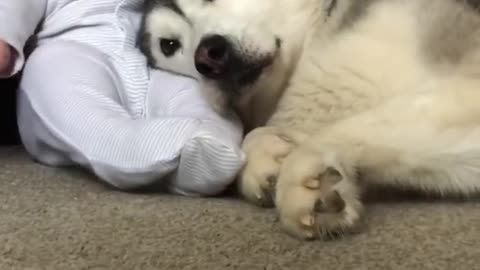 Husky & baby becoming best friend