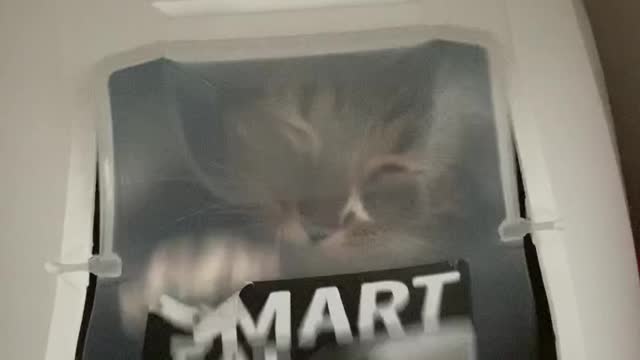 Funny Cats Funny Cat Videos #13