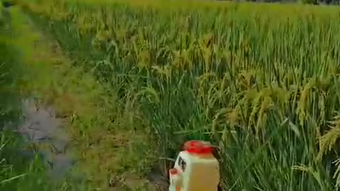 My Passion Farming💕
