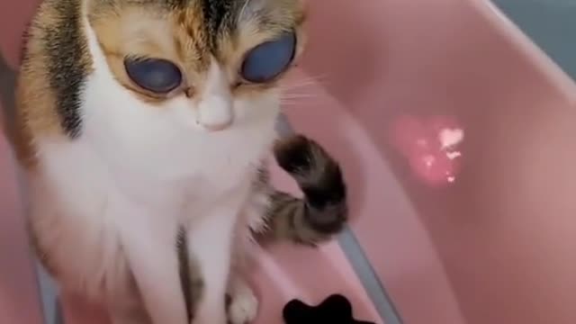 사랑하는 고양이