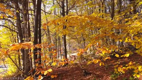 Nature ! Autumn ! 4K ! Relaxation