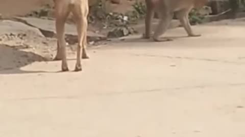 Funny Animal Video