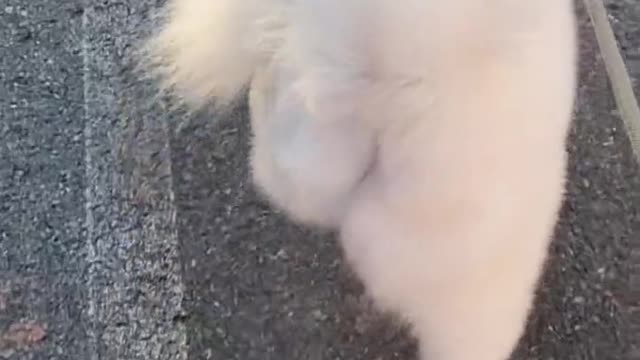 Am I cute, Samoyed