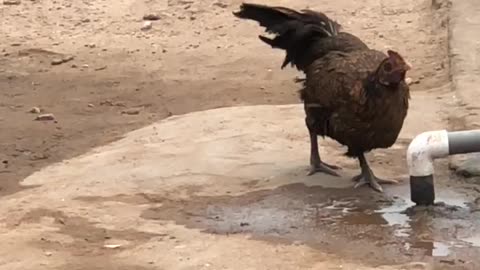 After all stressful works the hen need to drink from outside