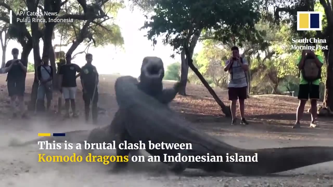 Two huge Komodo dragons fight on Indonesian island.mp4