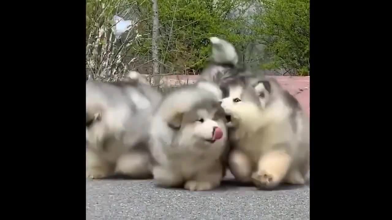 So sweet cats and dogy
