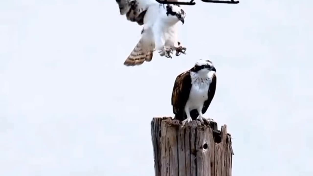 WATCH : man lands helicopter on protected bird nests on Egmont key 🐦🚁😱😎🔥 #viral#shorts