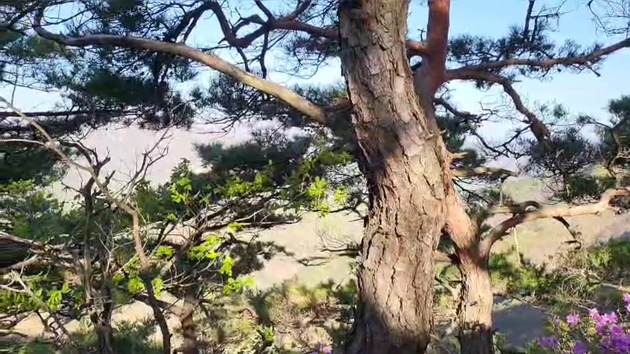 The spring wind blowing on Dodeokbong Peak