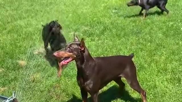 DOBERMAN TRAINING #part 14|doberman pool party