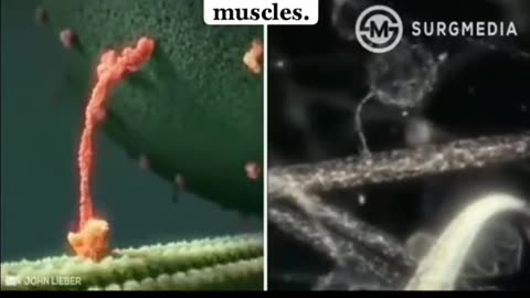 THIS IS A KINESIN MOTOR PROTEIN MOVING A MOLECULE IN YOUR BODY