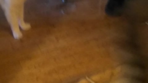 cats on self-isolation with me