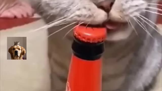 #funny #funnyvideos #cat #pet #cats #pets #catsoftiktok #catlover #fypシ #foryoupage