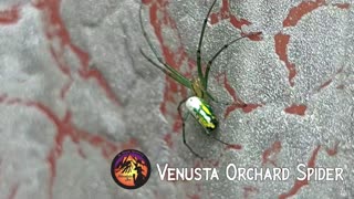 Venusta Orchard Spider