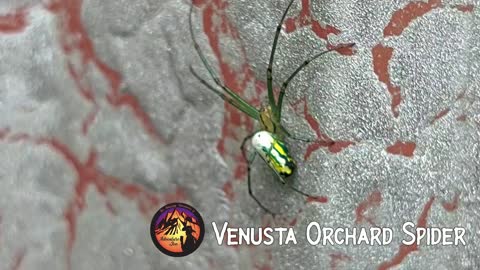 Venusta Orchard Spider