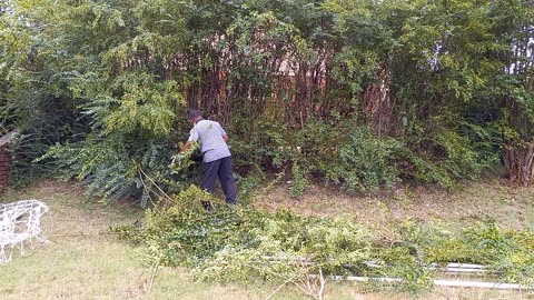 Cutting A Bush With A Cane Machete