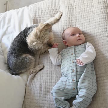 cute baby playing with the dog looking so cute