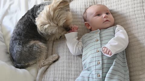 cute baby playing with the dog looking so cute