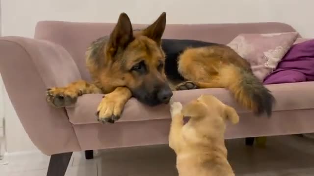 Tiny Puppy Demands Attention from German Shepherd