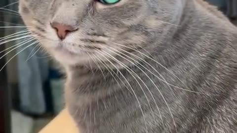 OMG-Cute & Funny Cats-Cutest Cats- Aww Animals Cats Lovers- Cats Land-Kittens