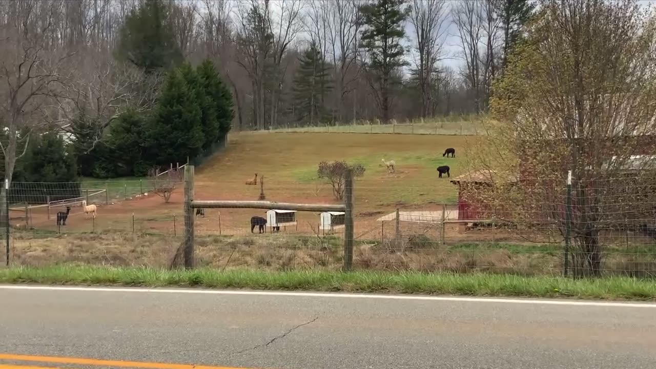 NW NC at The Treehouse 🌳 more neighbors in God’s country ✝️ Respect all life ✝️