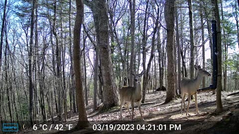 The Woods – 03/20/2023