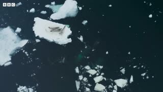 Killer Whale's Extraordinary Hunting Technique Frozen Planet II BBC Earth